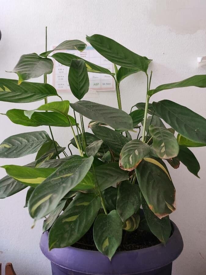 Ctenanthe 10