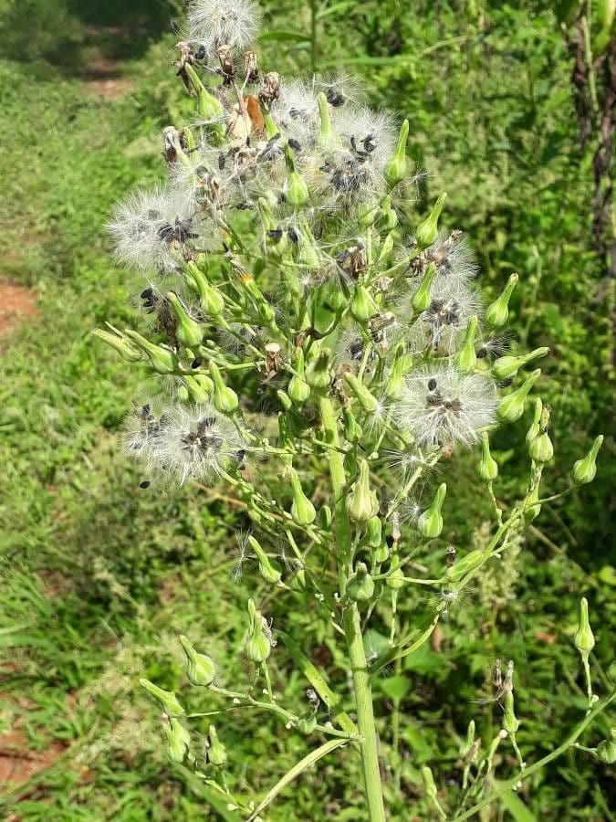 Lactuca indica 11