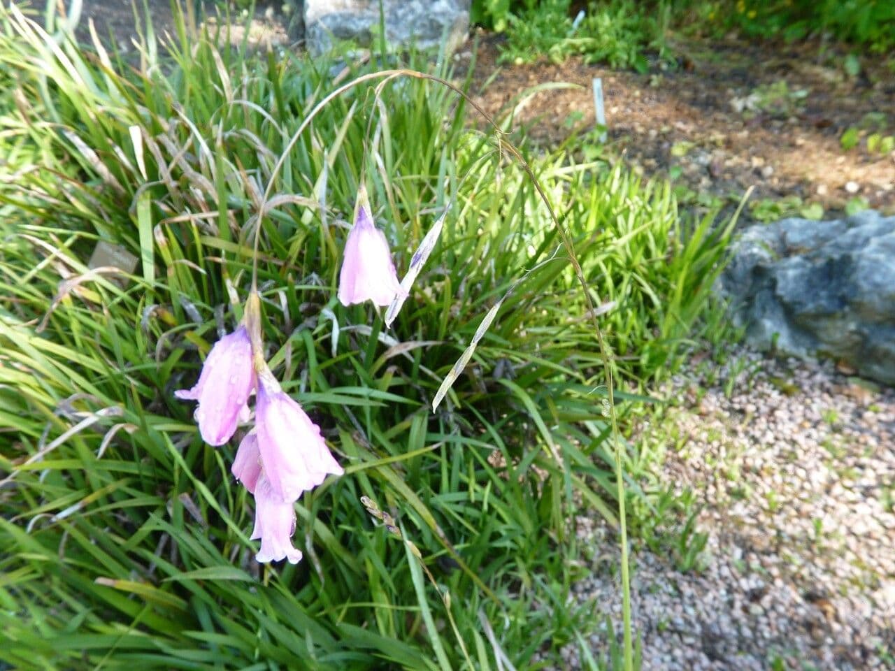 Dierama 17