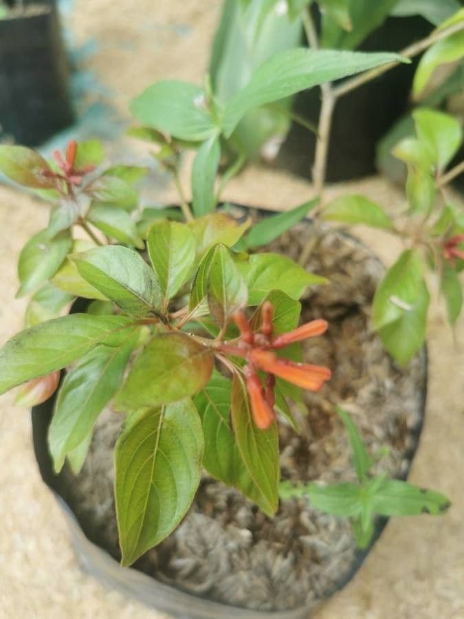 Hamelia 17