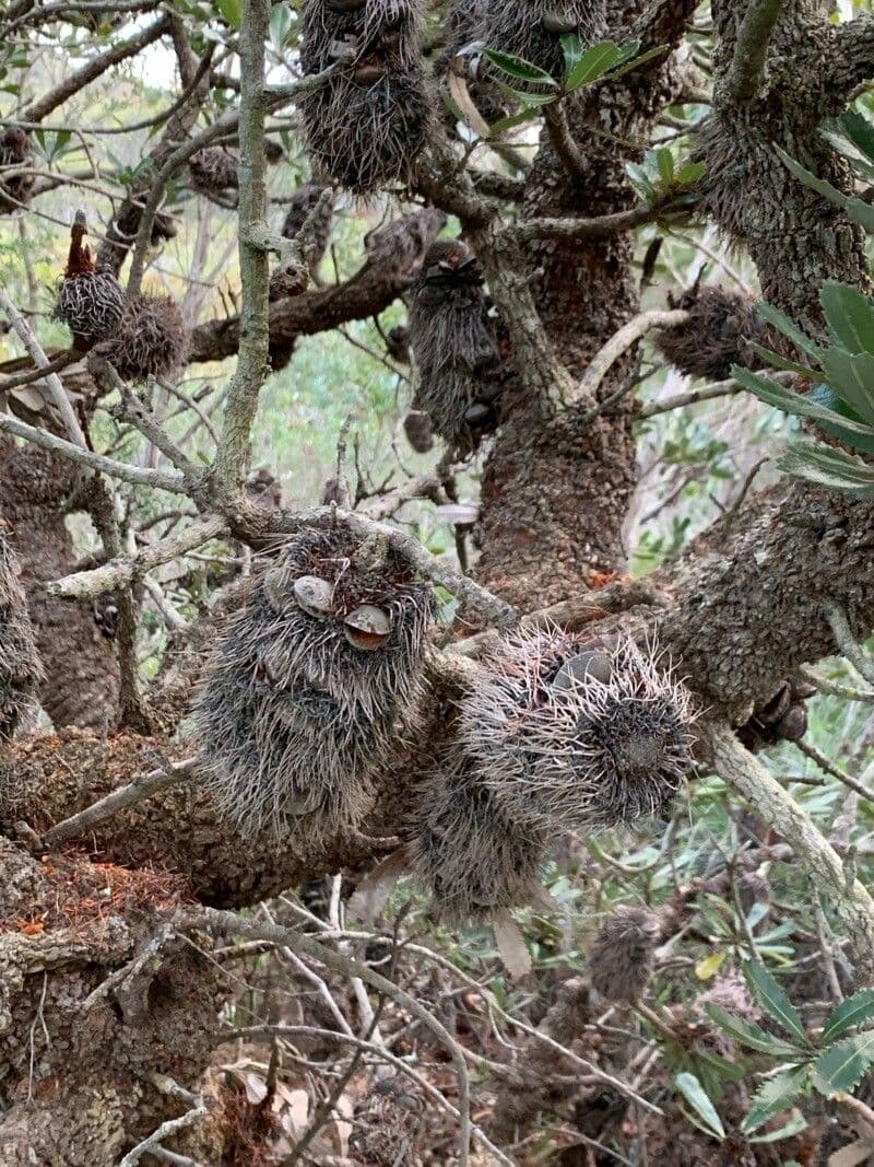 Banksia 5