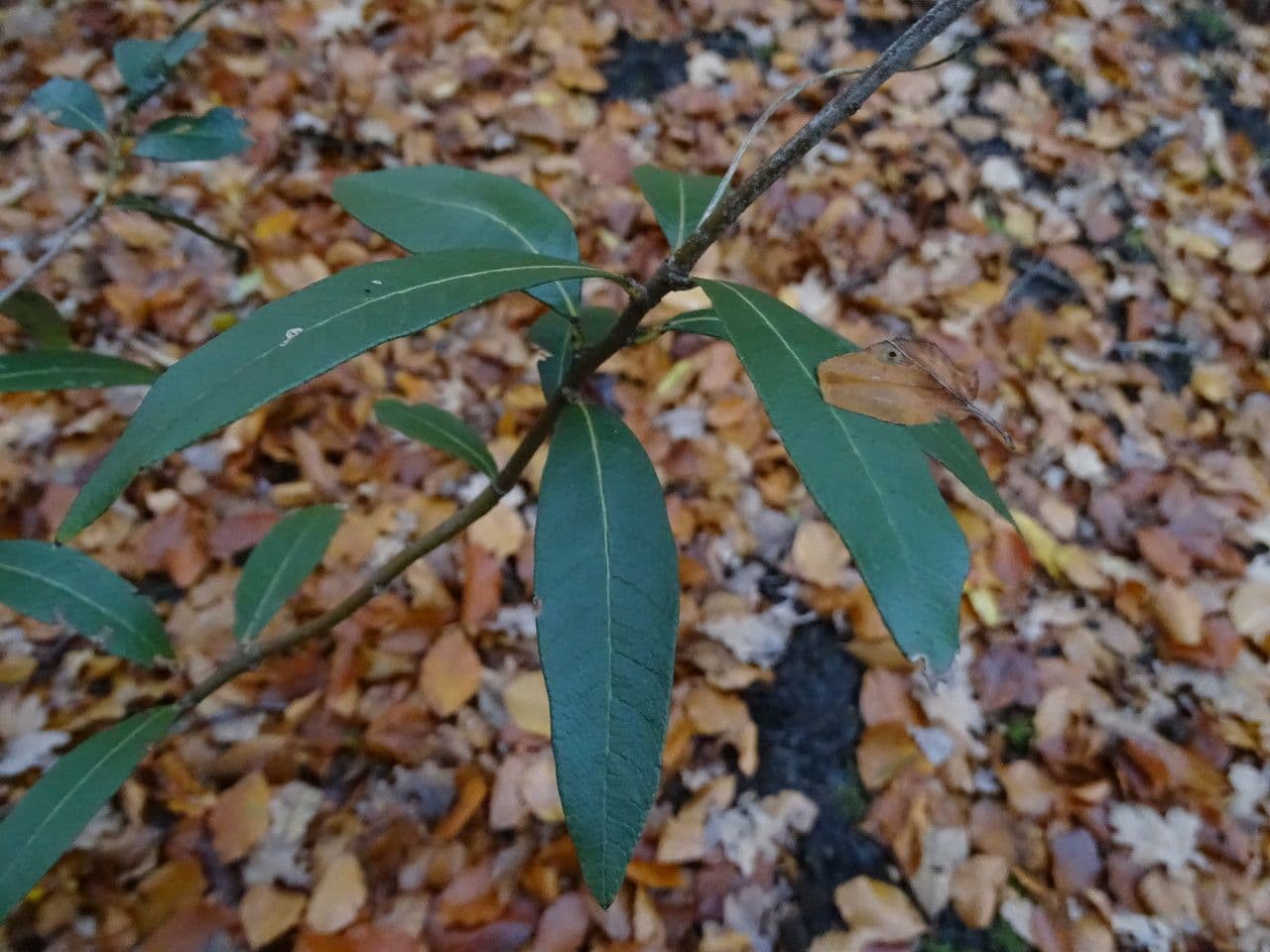 Quercia 2