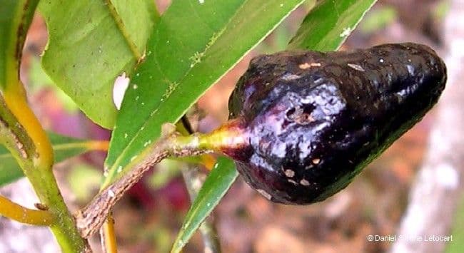 Cryptocarya 4