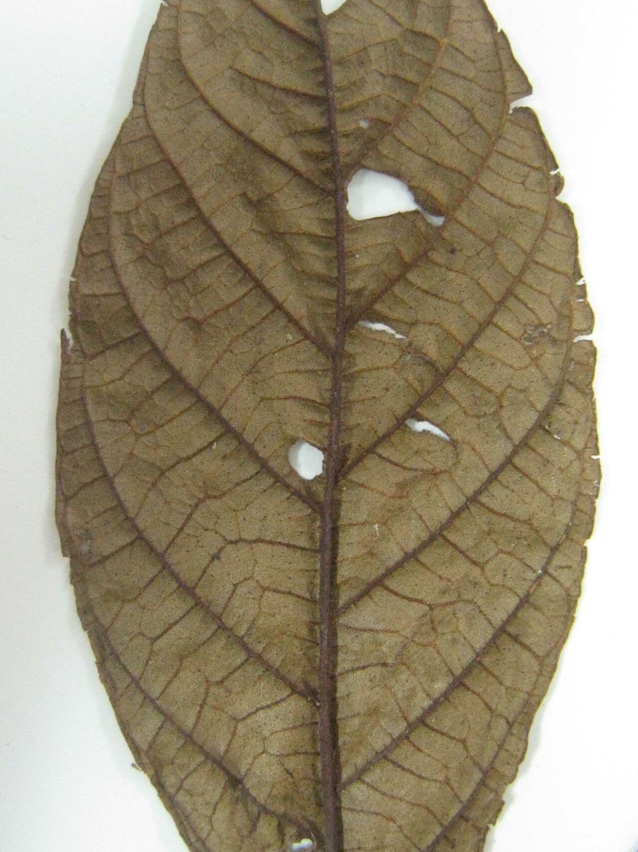 Campomanesia aromatica