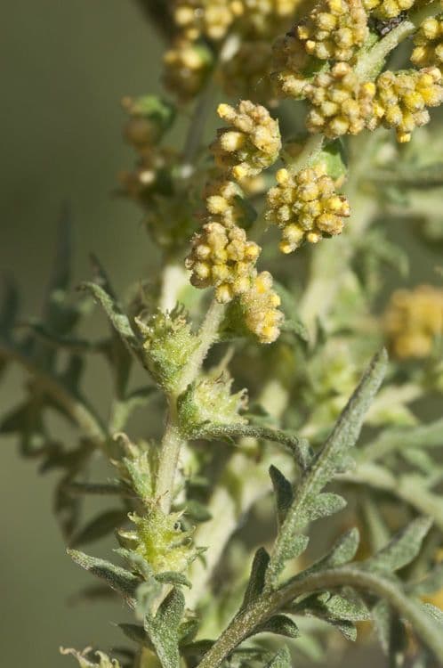 Bur ragweed 3