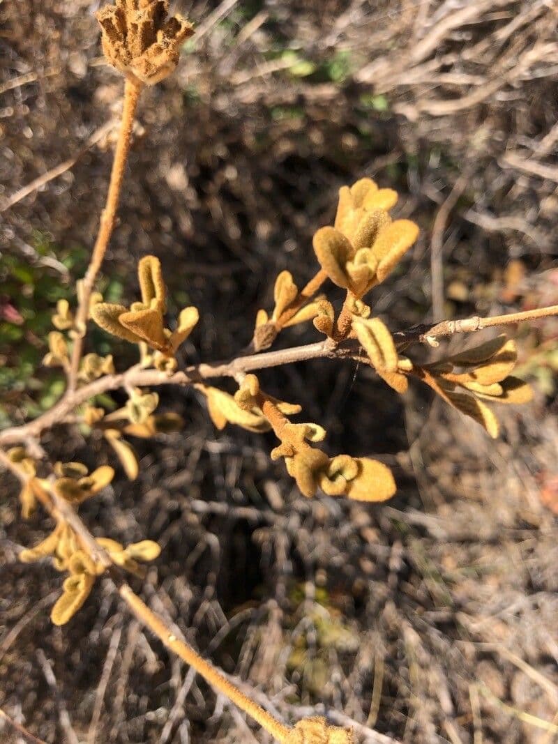 Phlomis lanata 13