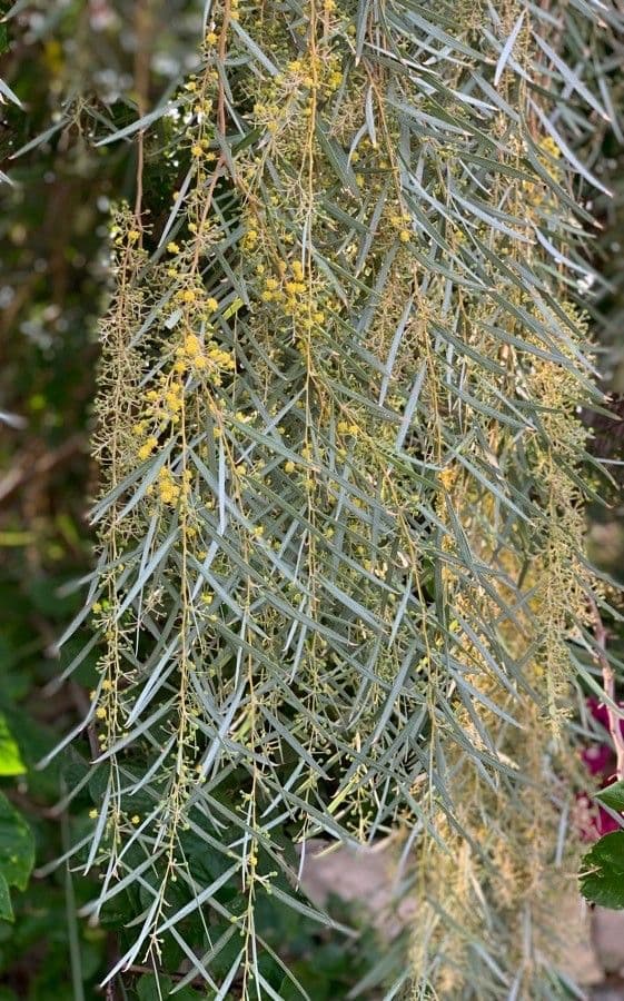 Acacia pendula 3
