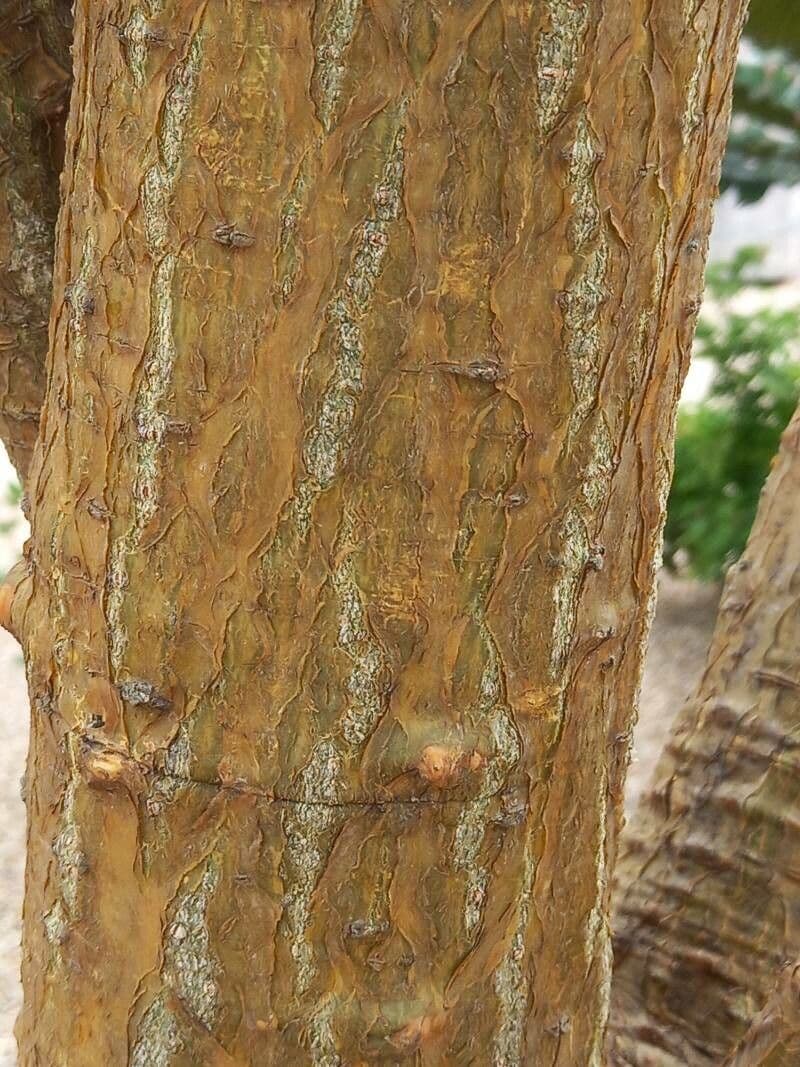 Albero corallo comune 22