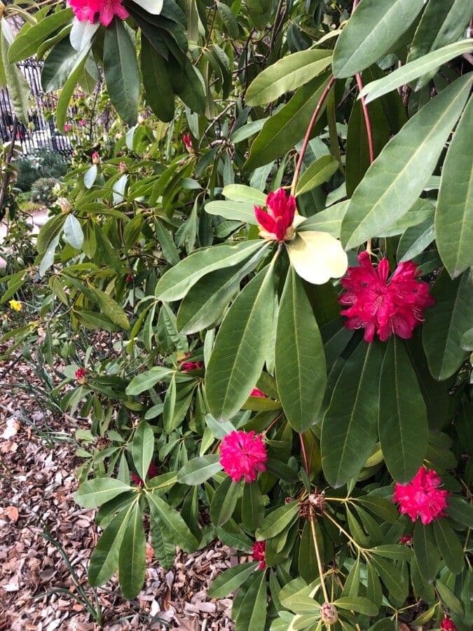 Rododendron stromovit
 16