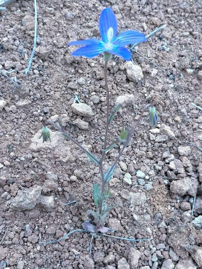 Campanula decumbente 6