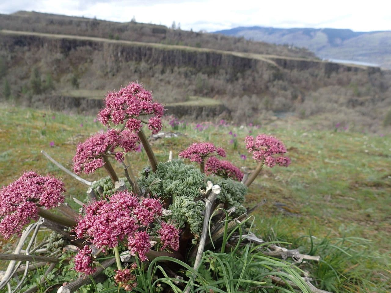 Lomatium 4