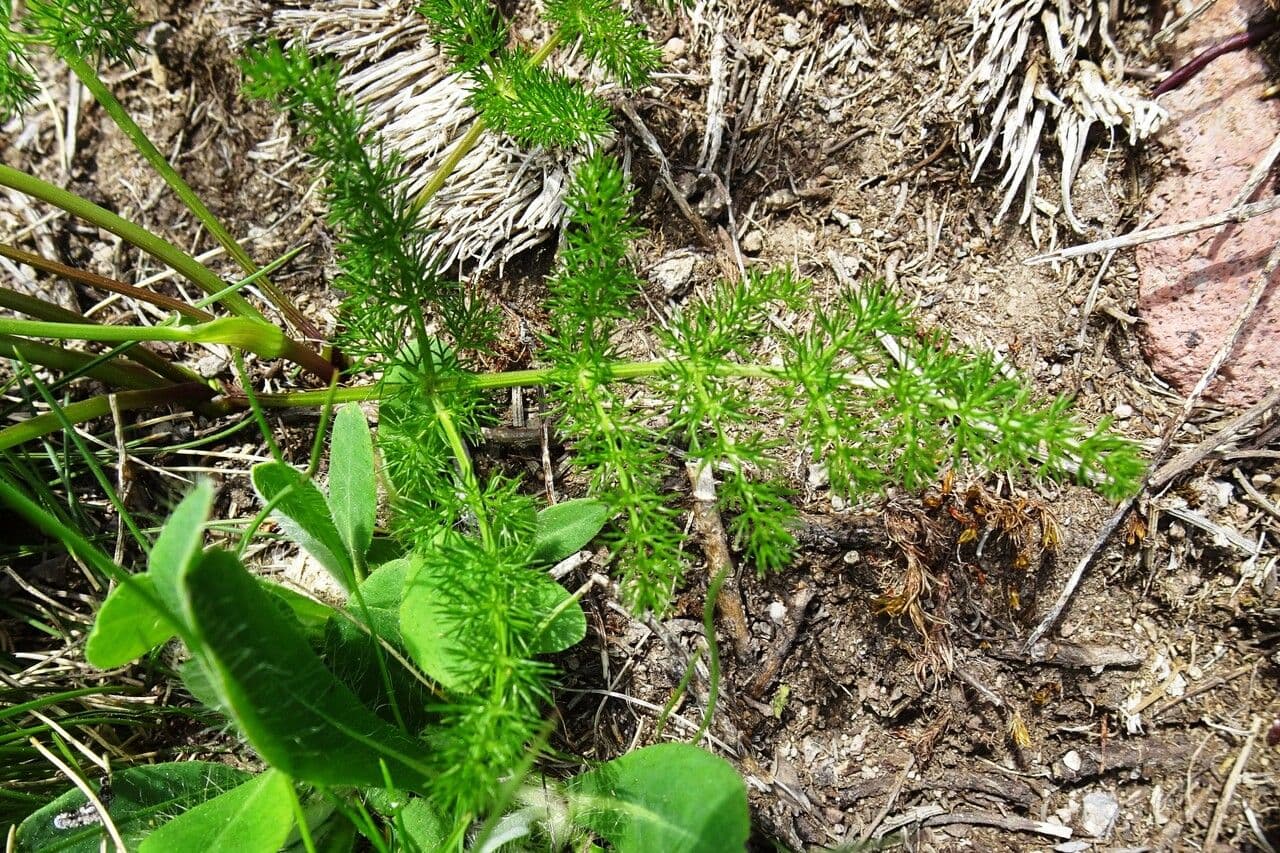 Finocchiella 20