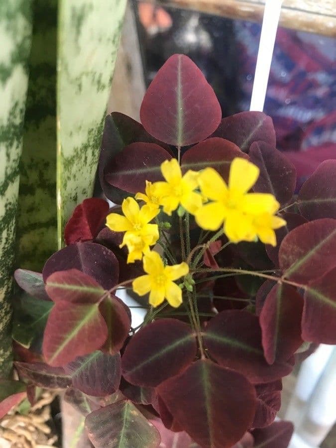 Acetosa hedysaroide 5