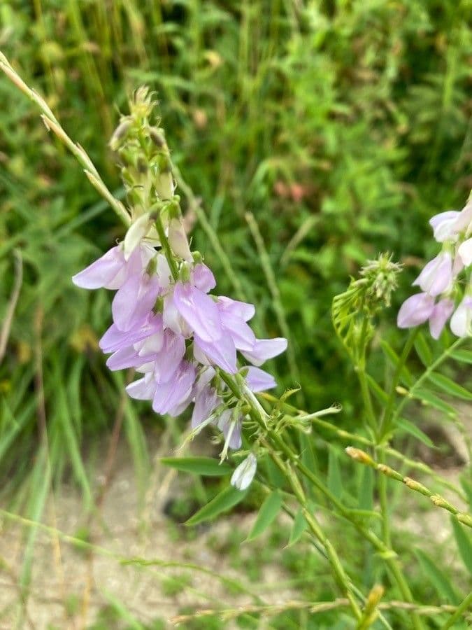 Galega 6