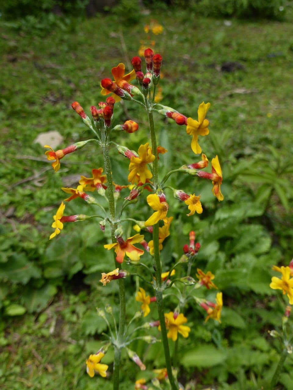 Primula 4