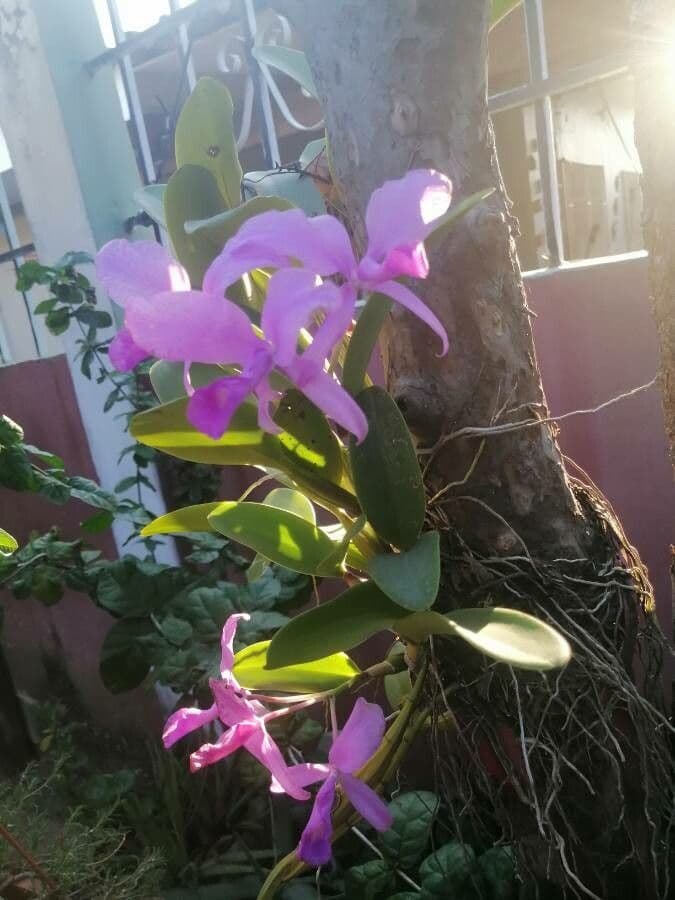 Lawrence-Cattleya 4