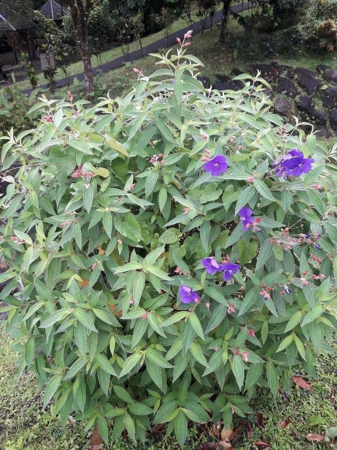 Flor de princesa 14