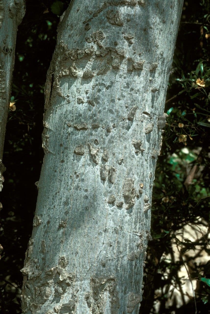 Aphananthe 2