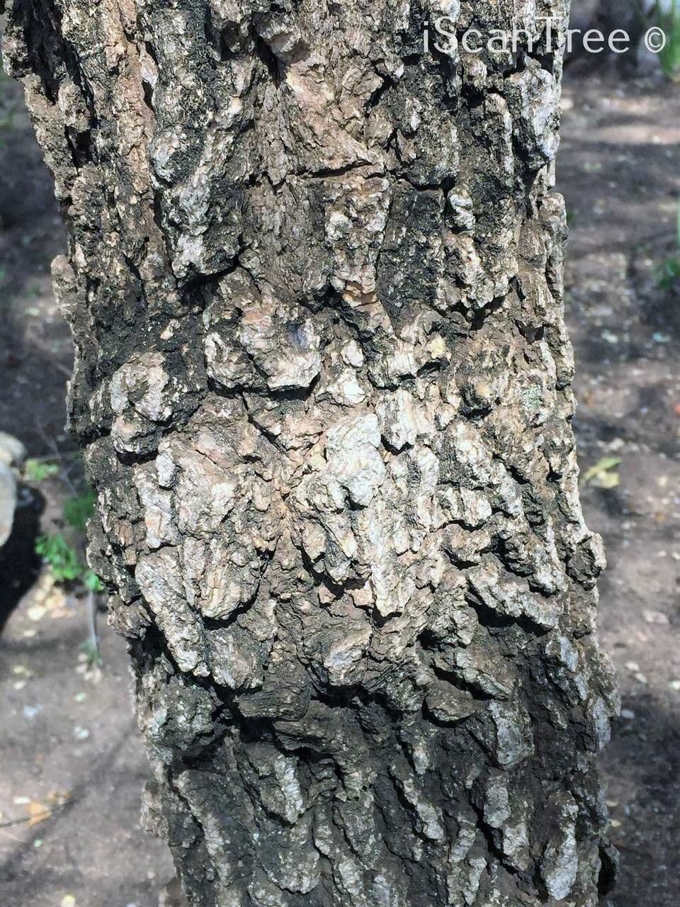 Tabernaemontana 25