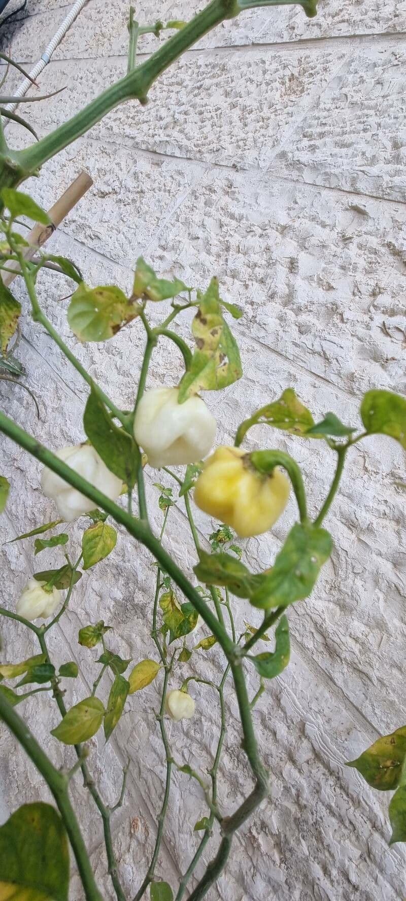 Peperoncino cinese 26