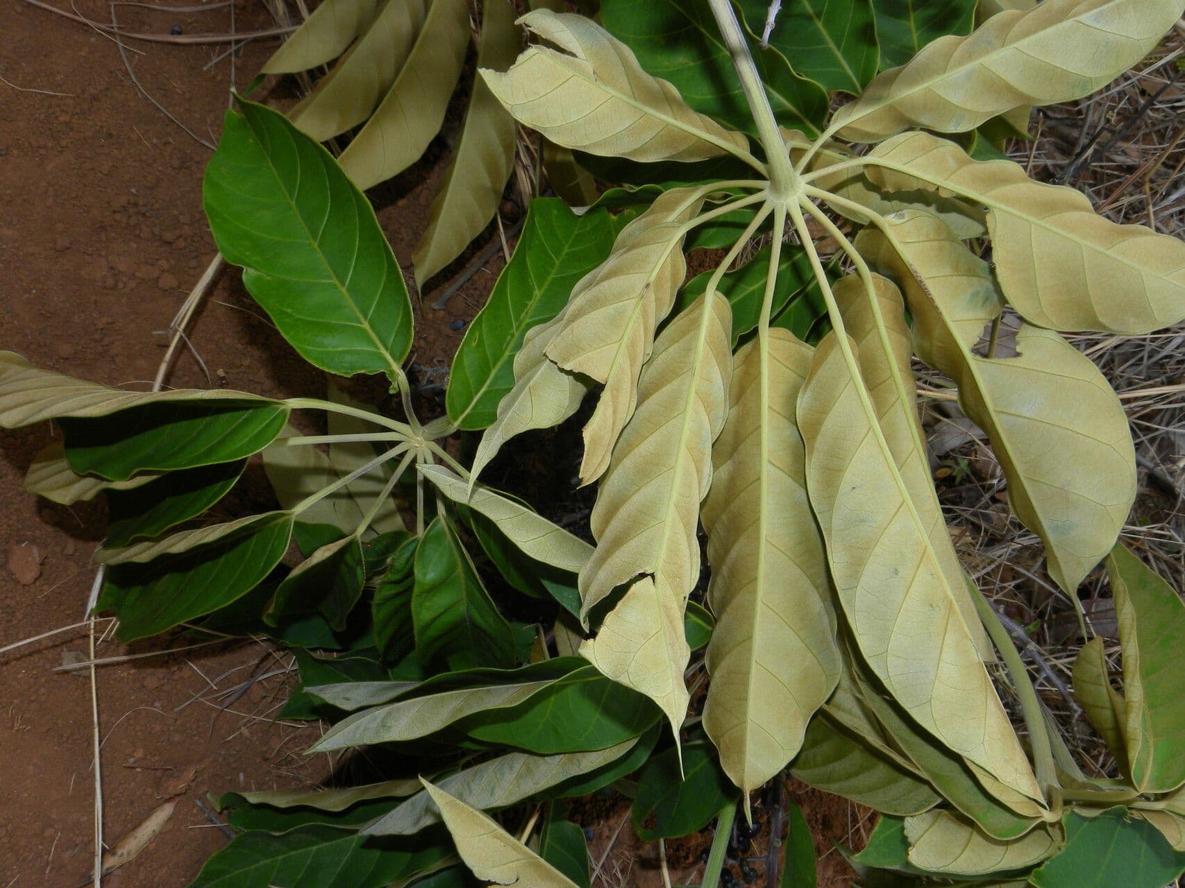 Yagrumo macho 14