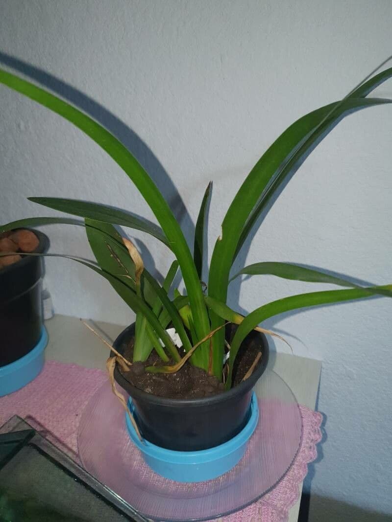 Coelogyne flaccida 10