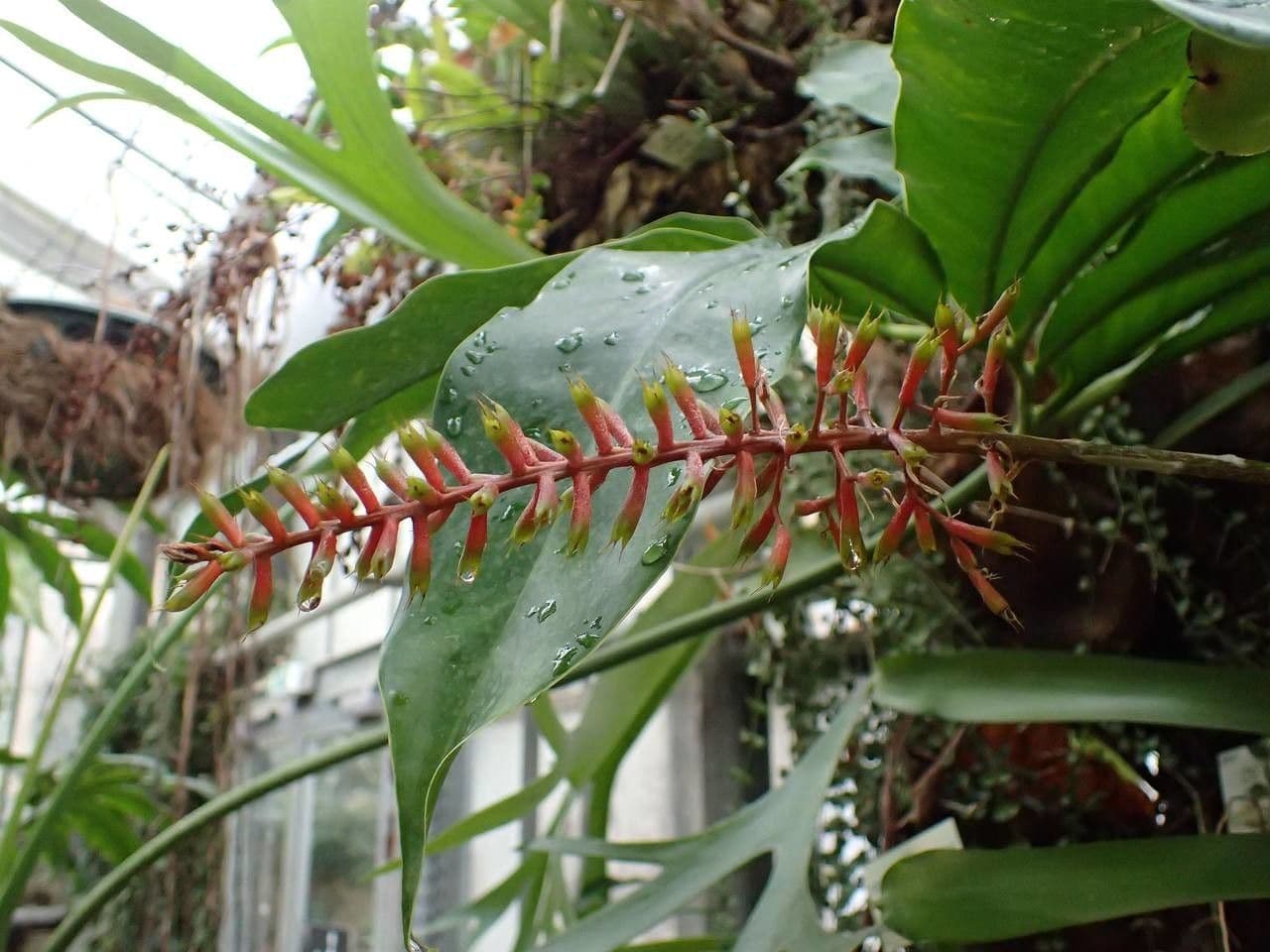 Aechmea 9