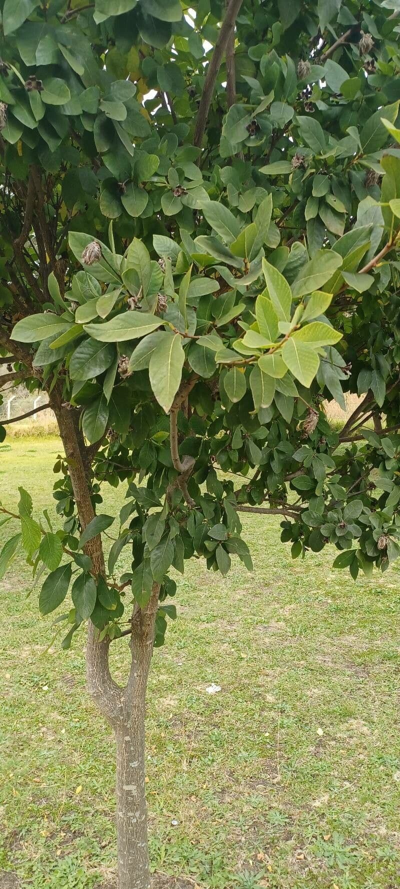 Dais cotinifolia 10