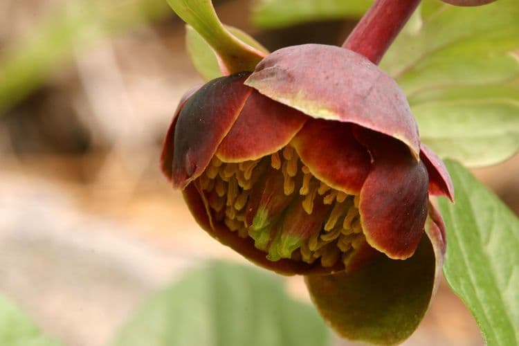 Piwonia Browna 5