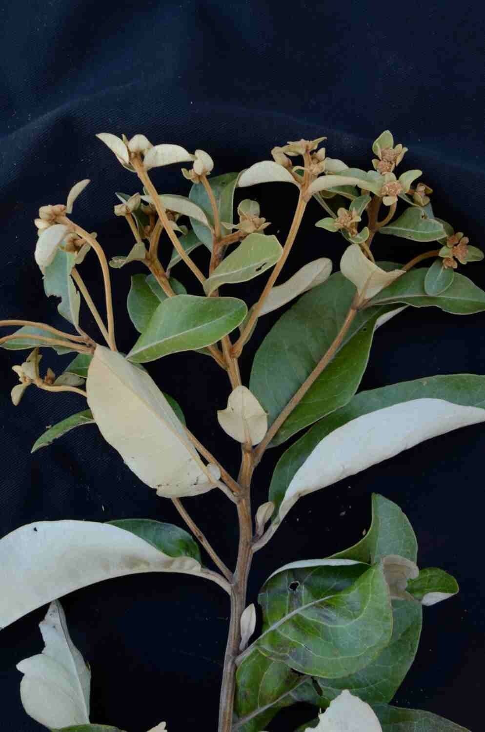 Eremanthus 11