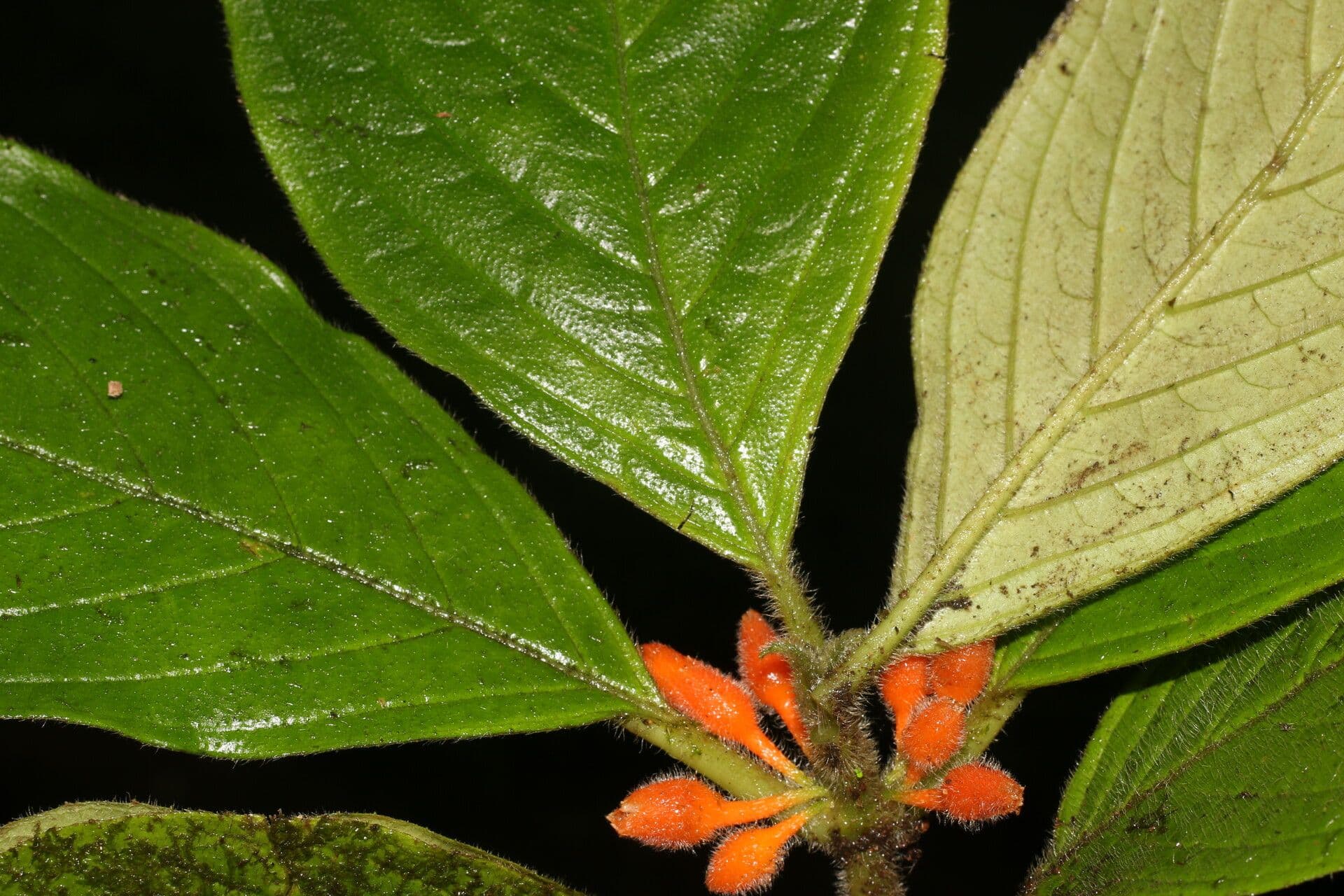 Besleria 9