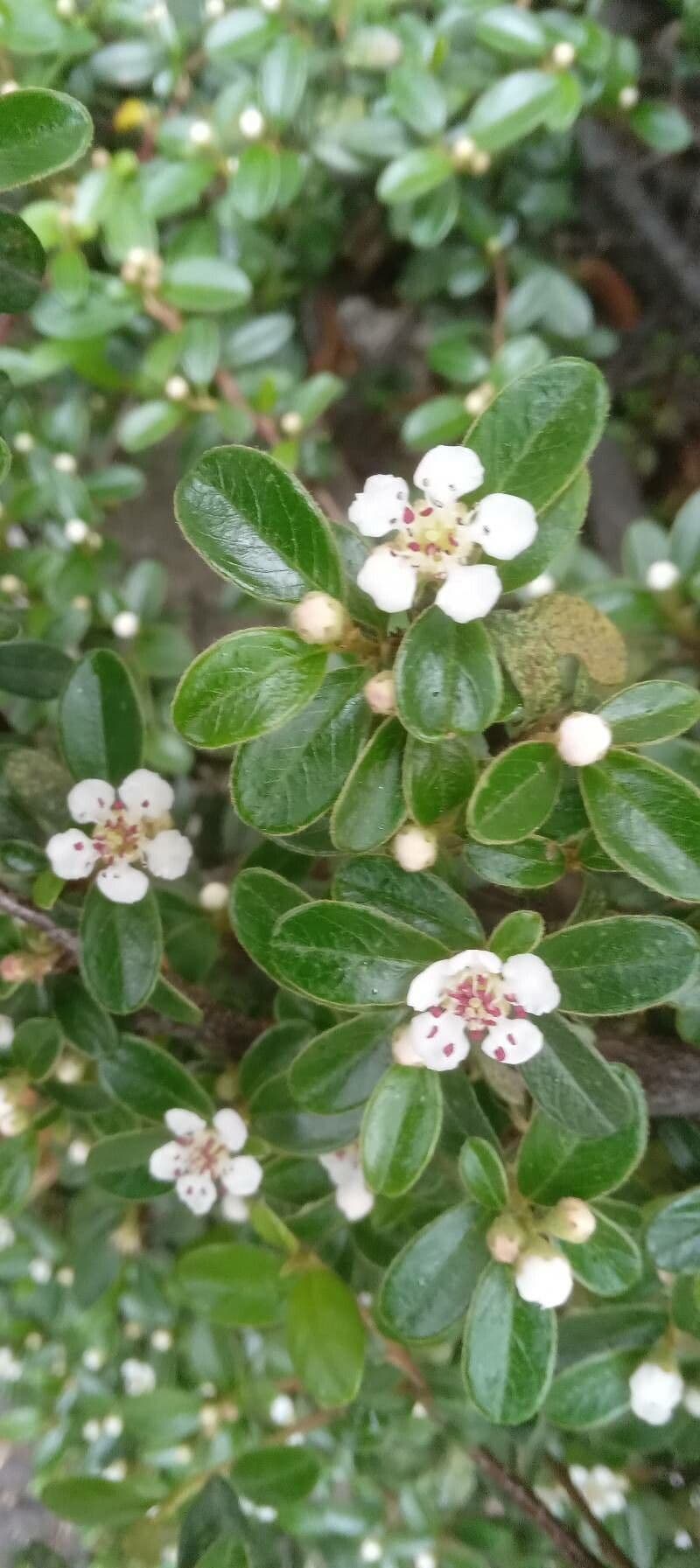 Cotoneaster di Dammer 8