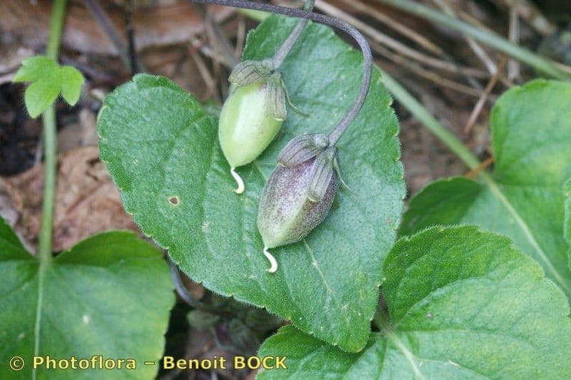 Viola odorata 19