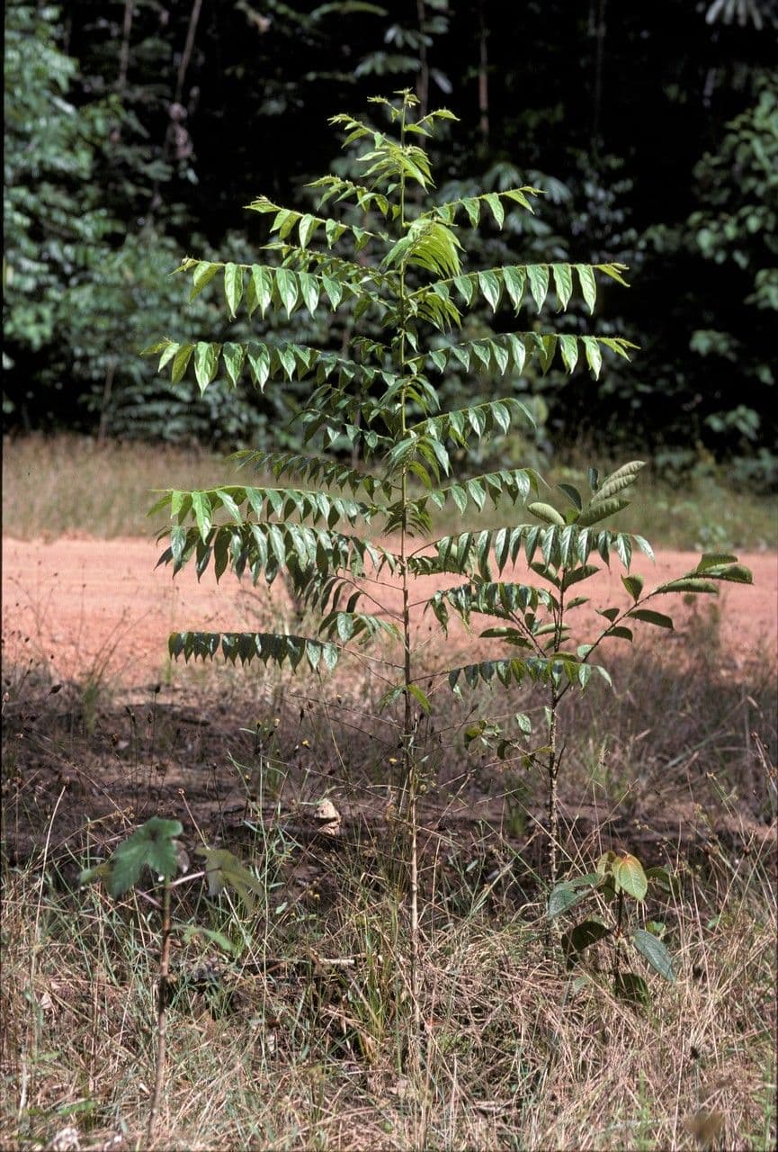 Goupia glabra