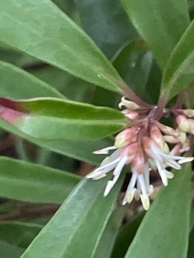 Sarcococca orientale 8