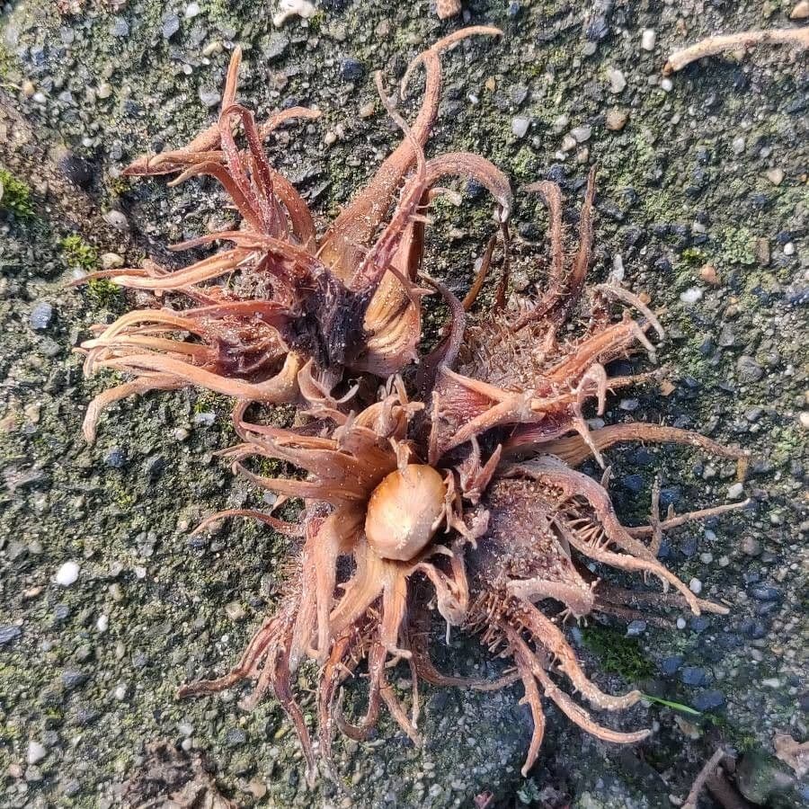 Baumhasel 2