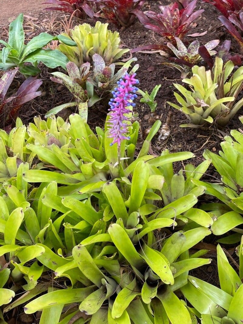 Aechmea 4