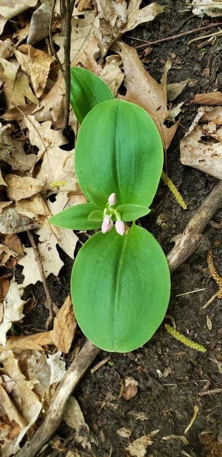 Galearis spectabilis 12