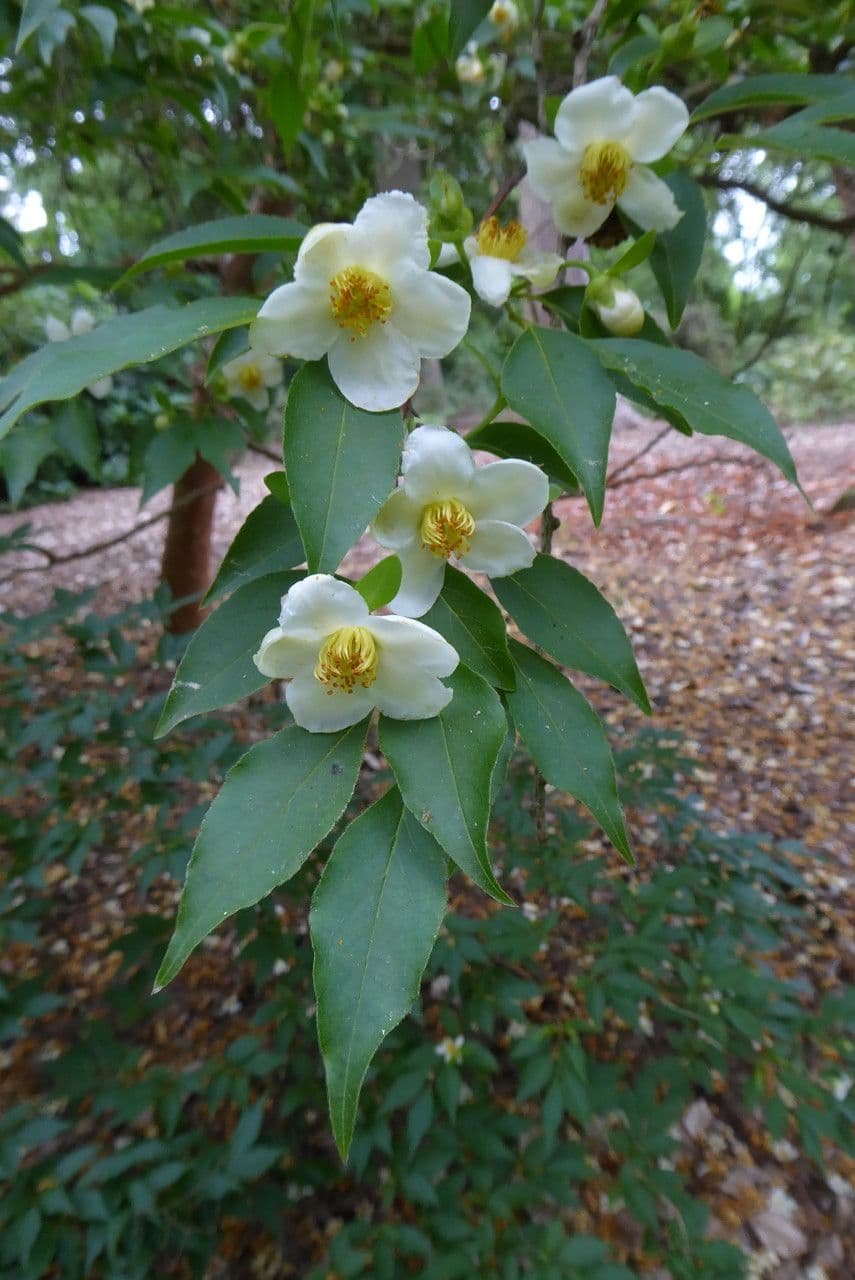 Stewartia monadelpha 5