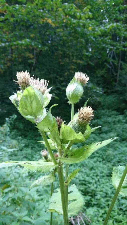 Kohldistel 18