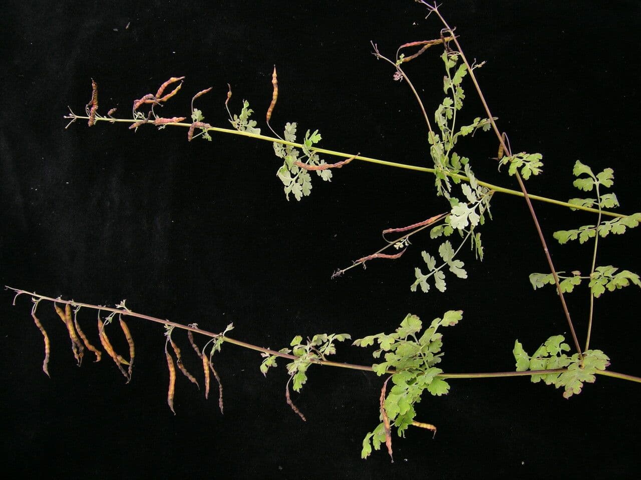 Corydalis 2