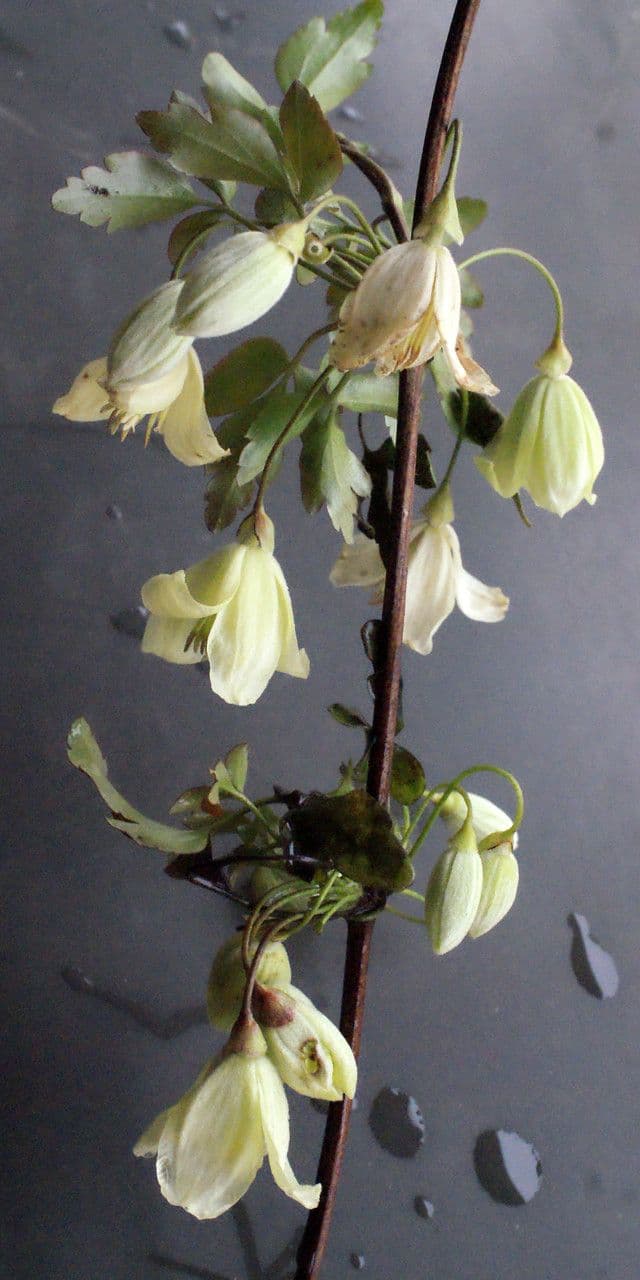 Clematis cirrhosa 26