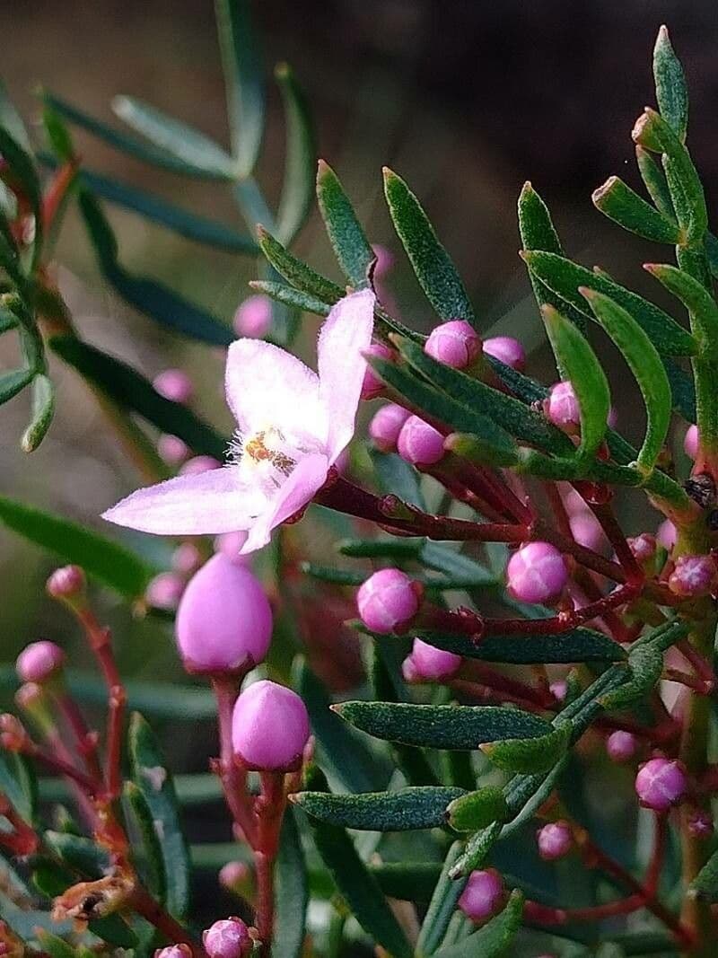 Boronia pennata 3