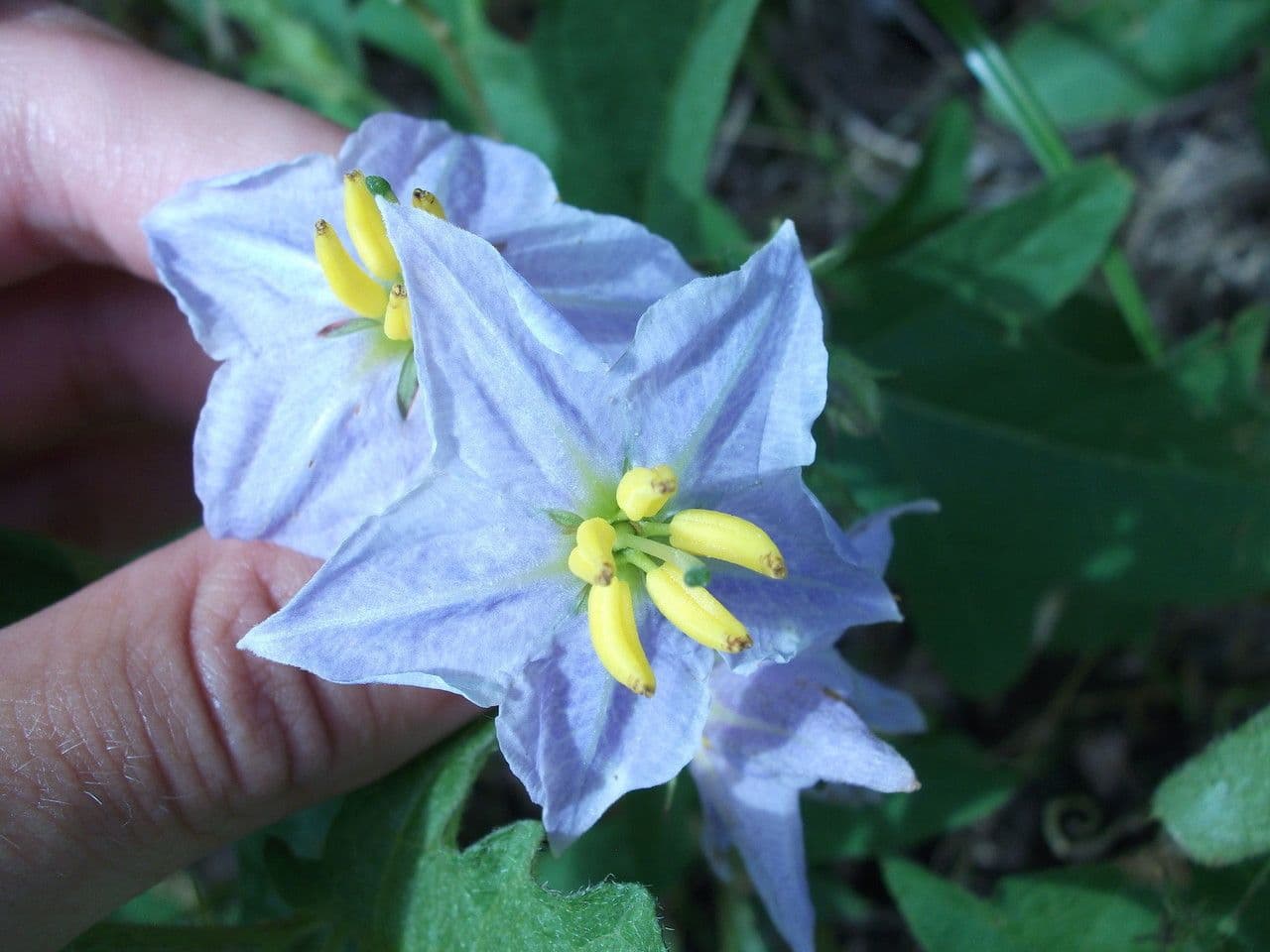Solanum dimidiato 6