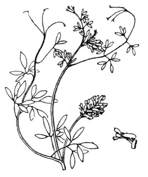 Corydalis claviculata 22
