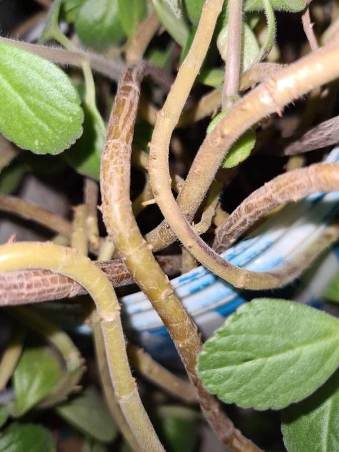 Plectranthus 15