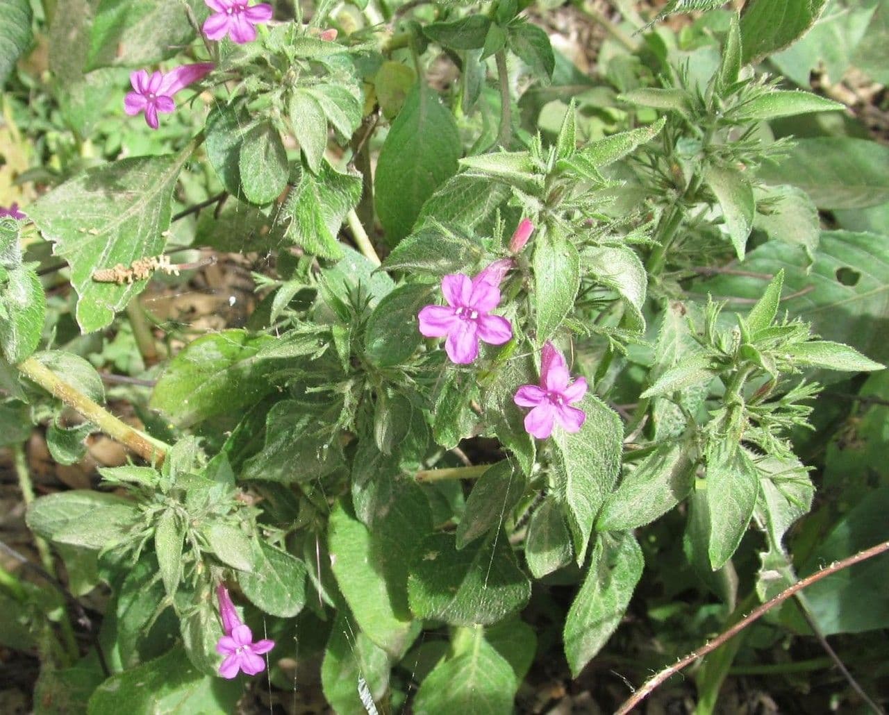 Ruellia 9