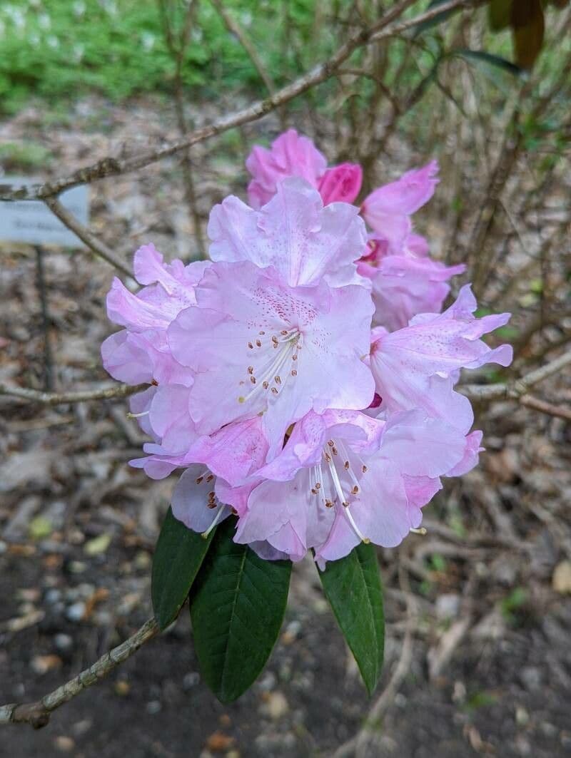 Rododendro 5