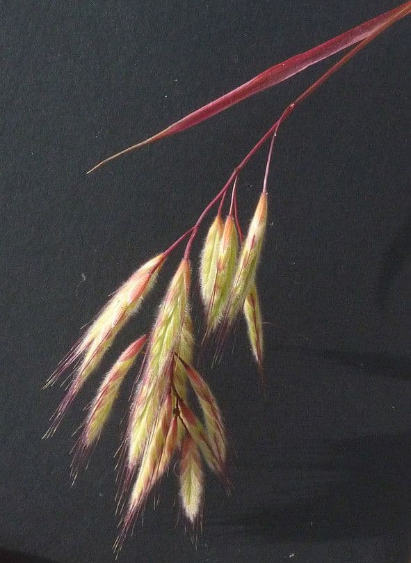 Brome lancéolé 6