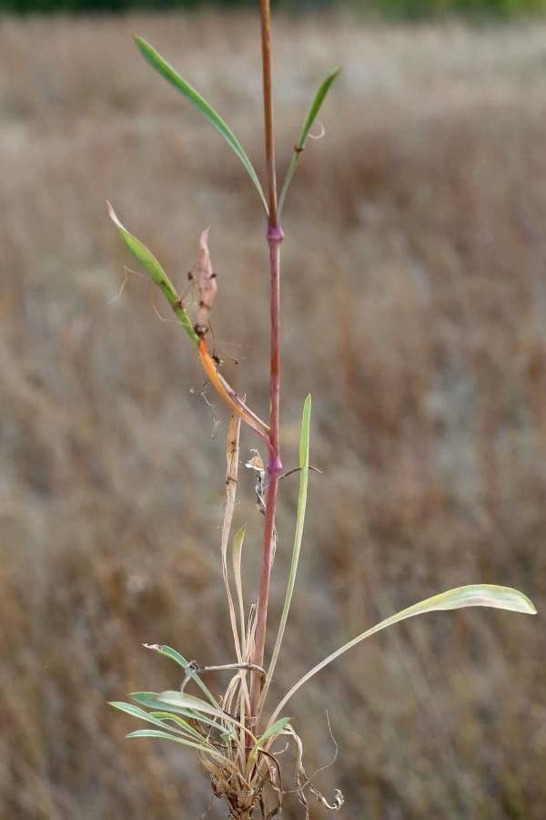 Lepnica bupleuroides 5